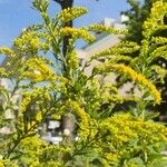 Solidago rugosa Hábito