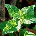 Lamium album Blatt