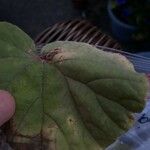 Begonia handelii Folha