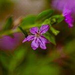 Cuphea hyssopifolia Flor