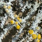 Otanthus maritimus Flower