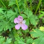 Geranium viscosissimum Kukka