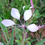 Cleome gynandra Leaf