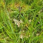Danthonia decumbens Květ