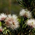 Melaleuca gnidioides Fruto