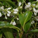 Chiococca pachyphylla Fleur