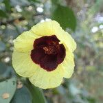 Hibiscus sterculiifolius