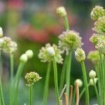 Allium angulosum Hábitos