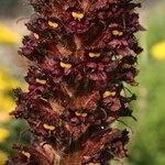 Orobanche foetida Virág