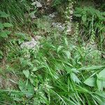 Epipactis purpurata عادت داشتن