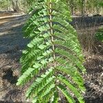 Peltophorum pterocarpum Leaf