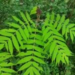 Rhus glabraFeuille