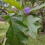 Solanum nudum Leaf