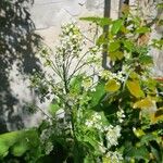Armoracia rusticana Çiçek