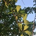 Terminalia prunioides Leaf