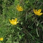 Tulipa sylvestrisFiore