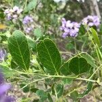 Dermatophyllum secundiflorum Leaf