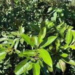 Ocotea insularis Hoja