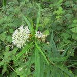 Asclepias subverticillata ᱵᱟᱦᱟ