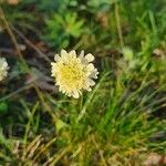 Scabiosa ochroleuca 花
