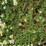 Symphyotrichum ericoides Fuelha