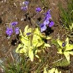 Pinguicula grandiflora Fula