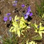 Pinguicula grandiflora Flor