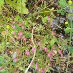 Centaurium littoraleRinde