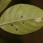 Siparuna decipiens Yaprak