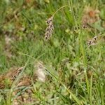 Luzula pediformis Other