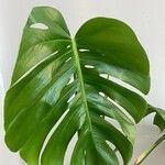 Monstera deliciosa Leaf