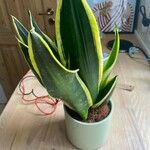 Dracaena stuckyi Yaprak