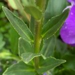 Veronica gentianoides Leaf