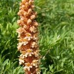 Orobanche laserpitii-sileris Fruit