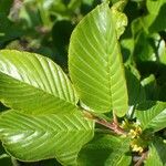 Rhamnus alpina عادت داشتن