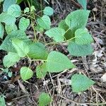 Salvia guaranitica Levél