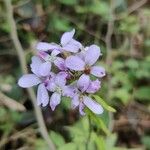 Cardamine chelidonia Цвят