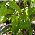 Erythrina crista-galli Lehti