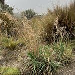 Bromus lanatus 整株植物