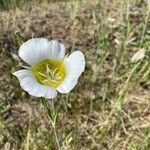 Calochortus gunnisonii Λουλούδι