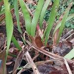 Sarracenia flava Blad