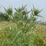 Cirsium eriophorum عادت داشتن