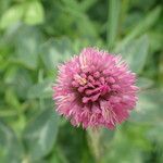 Trifolium pratenseᱵᱟᱦᱟ