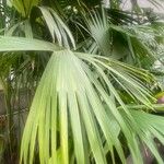 Carludovica palmata ᱥᱟᱠᱟᱢ