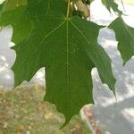 Acer saccharum পাতা