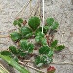 Fragaria chiloensis Характер