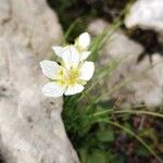 Parnassia palustris花