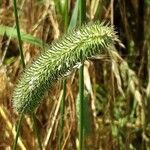 Phleum pratense 花