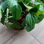 Peperomia pellucida Агульны выгляд