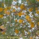 Acacia farnesiana अन्य
